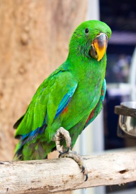 Eclectus papağanı