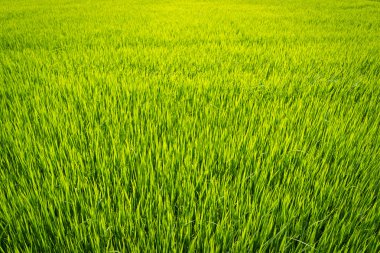 Paddy field clipart