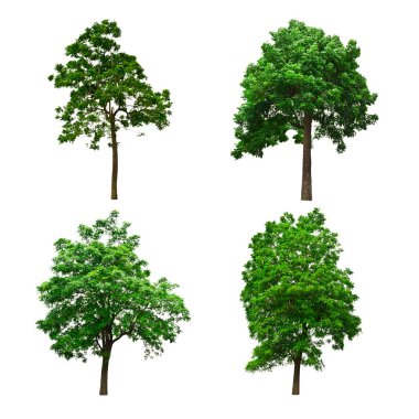 Tree isolated clipart