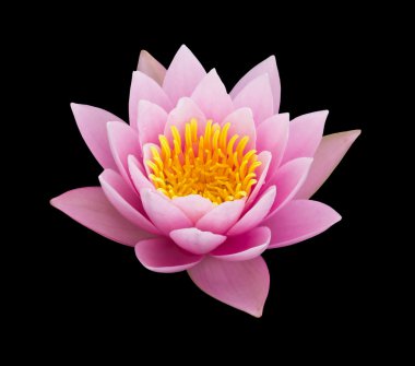 Pink water lily isolated