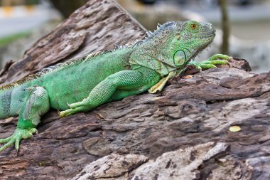 Yeşil iguana