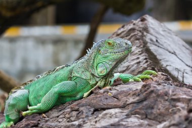 Yeşil iguana