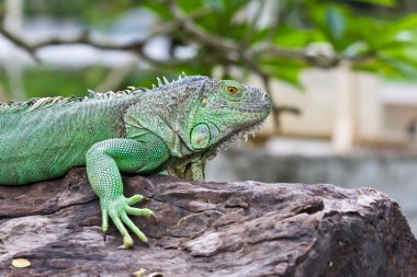 Yeşil iguana