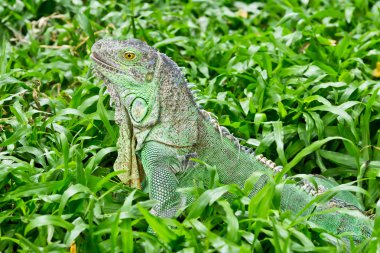 Yeşil iguana