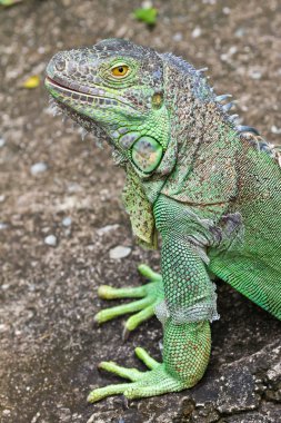 Yeşil iguana