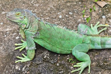 Green iguana clipart