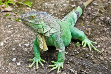 Yeşil iguana