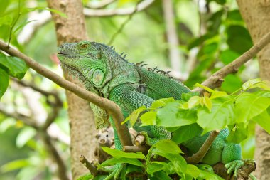 Yeşil iguana