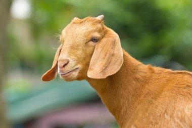 Portrait of goat clipart