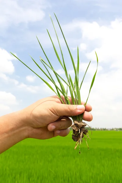 Zelené trávě v ruce na rýžových polí — Stock fotografie