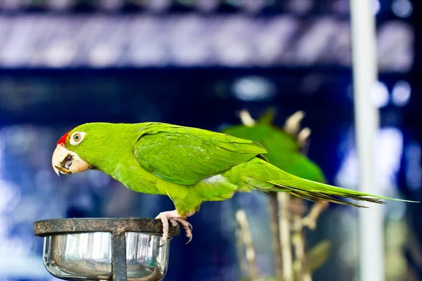 Portrait of green parrot bird — Stock Photo, Image