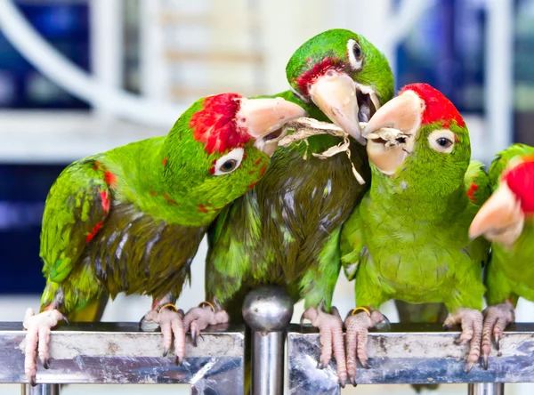 Green parrot bird — Stock Photo, Image
