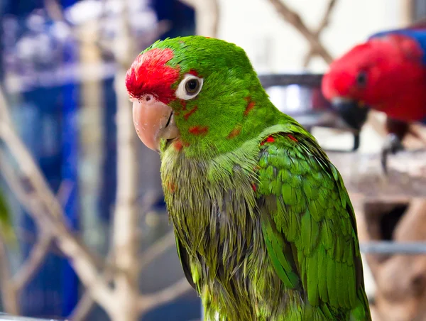 Pássaro papagaio verde — Fotografia de Stock