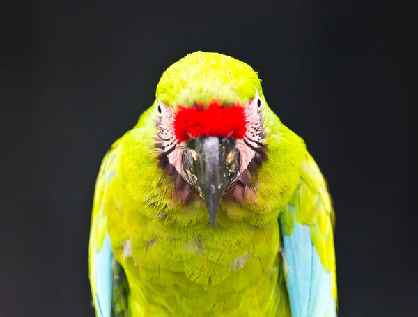 Green macaw — Stock Photo, Image