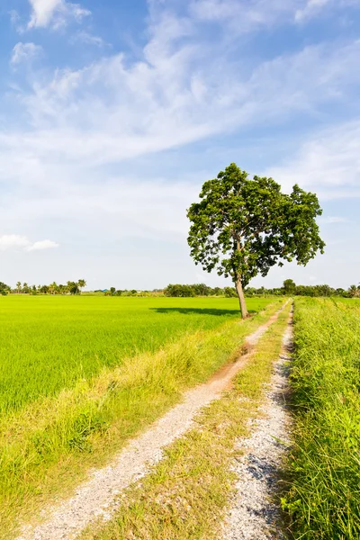 Clay road in paddy field — Stock Photo, Image
