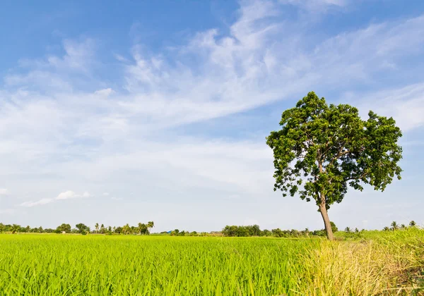 Árvore no campo de arrozal — Fotografia de Stock