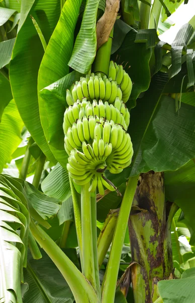 Plátano joven verde — Foto de Stock