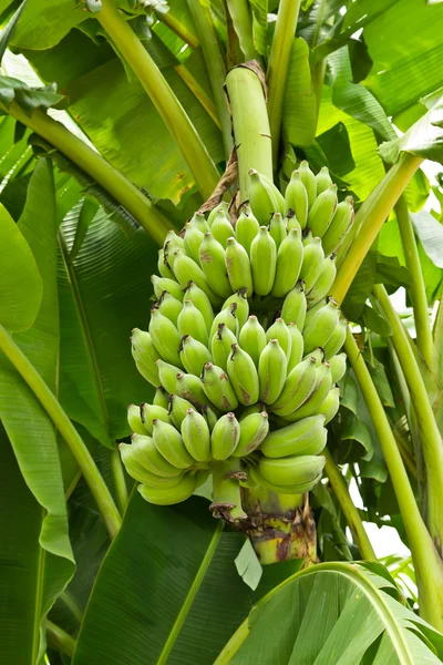 Groene jonge banaan — Stockfoto