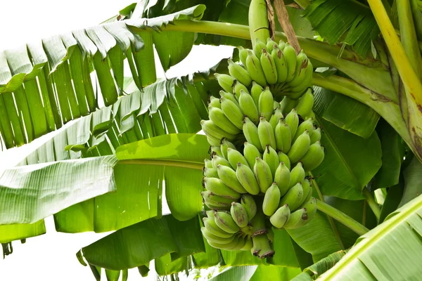 Zielony banan młoda — Zdjęcie stockowe