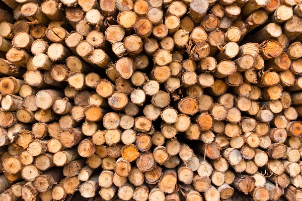 Pila de tronco de árbol —  Fotos de Stock
