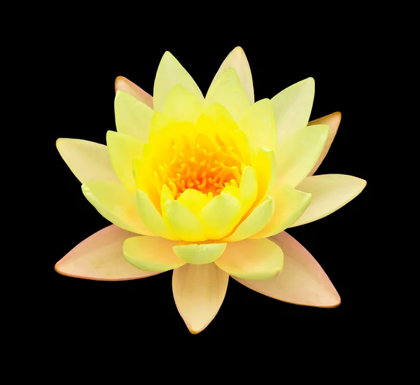 Yellow lotus isolated — Stock Photo, Image
