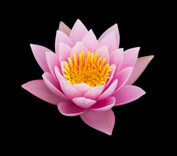 Pink water lily isolated — Stock Photo, Image