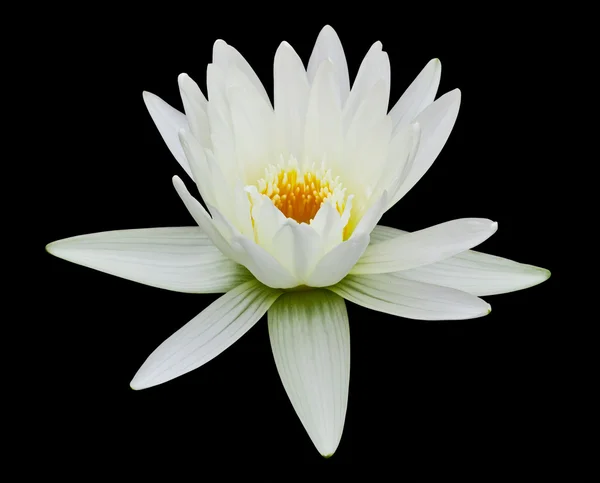 White water lily isolated — Stock Photo, Image