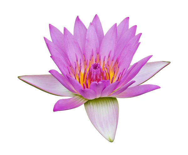 Purple water lily isolated — Stock Photo, Image