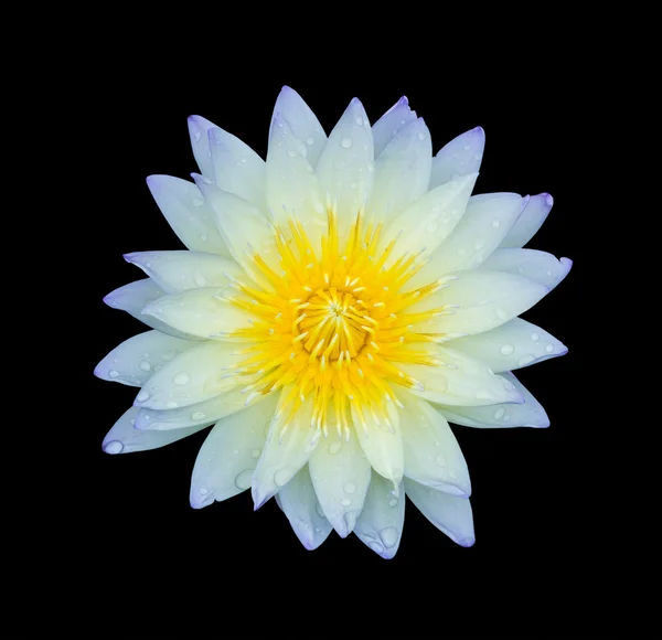 Light blue lotus isolated — Stock Photo, Image