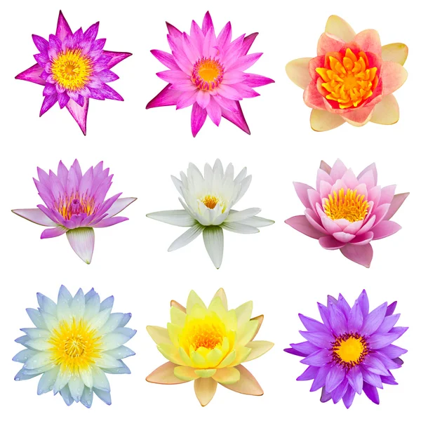 stock image Collection of water lily isolated