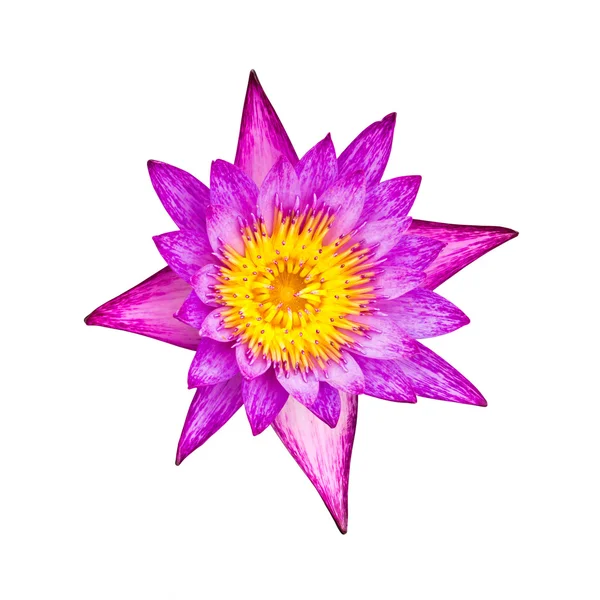 紫色睡莲隔离 — 图库照片