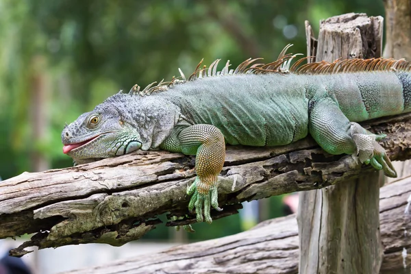 stock image Green iguana