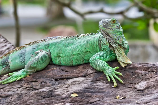 stock image Green iguana