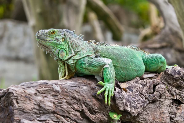 stock image Green iguana