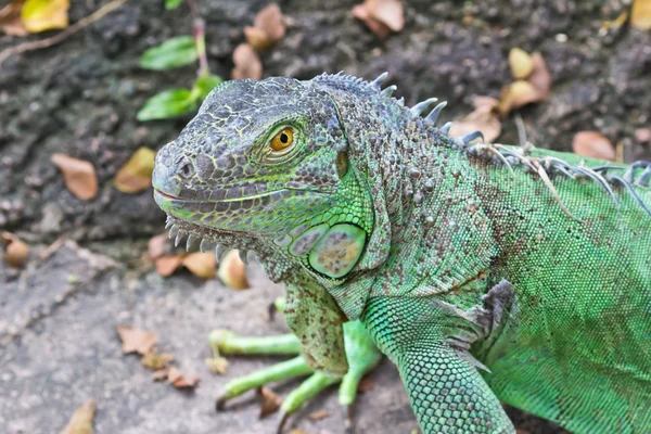 stock image Green iguana