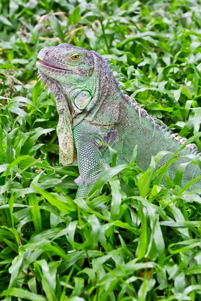 stock image Green iguana