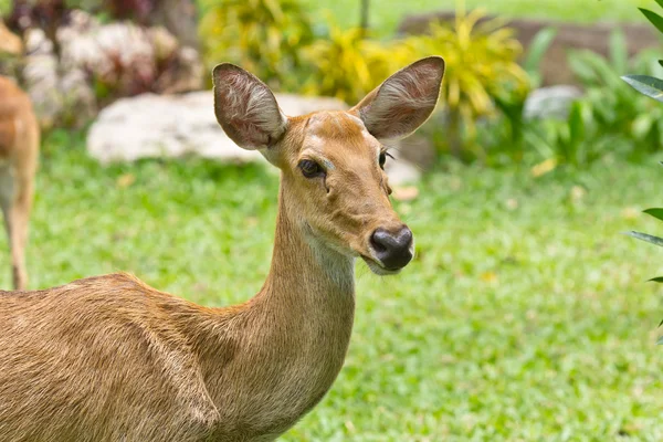 stock image Portrait of deer