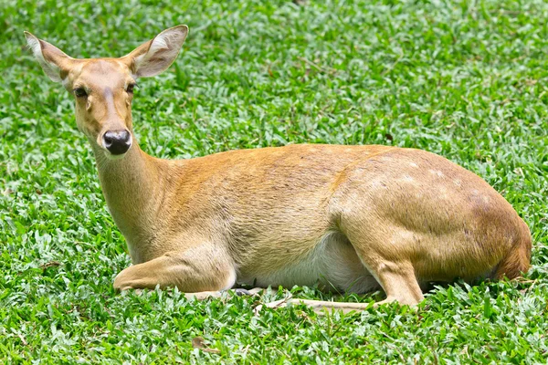 stock image Portrait of deer