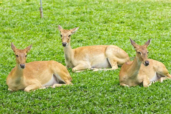 stock image Portrait of beautiful deers