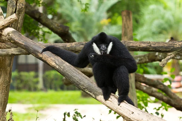 Beyaz Yanaklı Gibbon — Stok fotoğraf