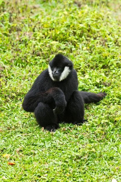 Gibbone guancia bianca — Foto Stock