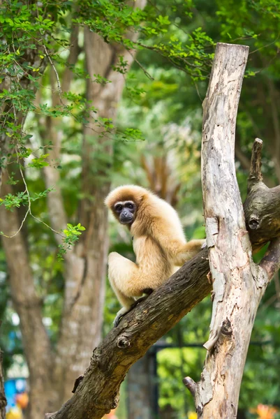 Gibbon mano blanca o Lar Gibbon —  Fotos de Stock