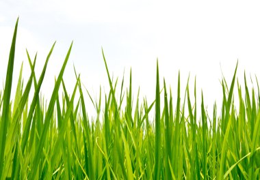Fresh spring green grass clipart