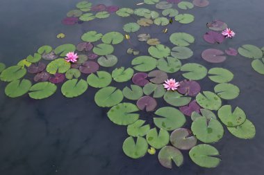 Pembe su zambağı ve gölde yaprak