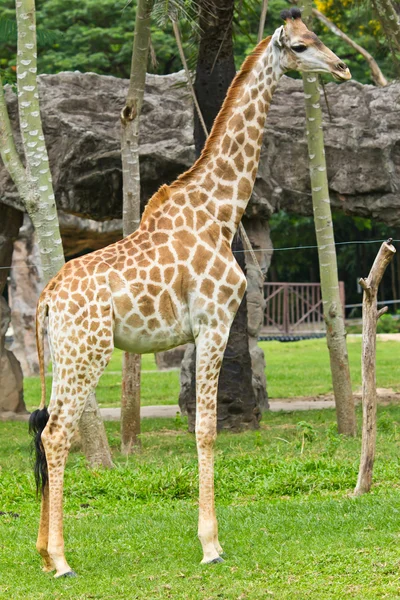 stock image Portrait of giraffe