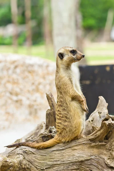 Retrato de meerkat — Fotografia de Stock