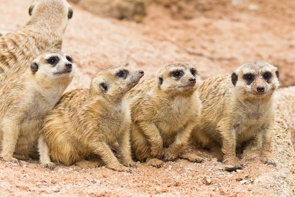 stock image Portrait of meerkats