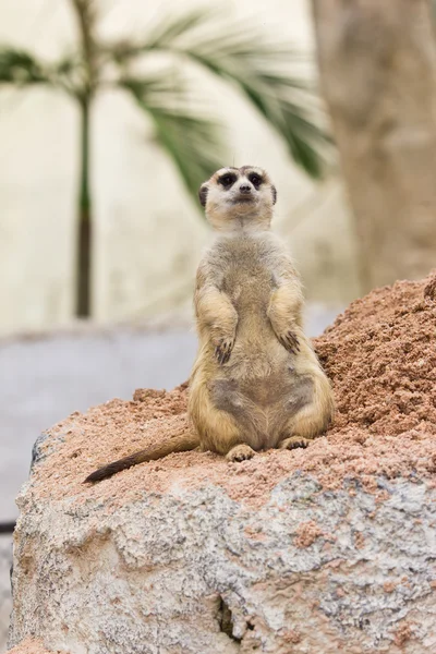Portrait of meerkat — Stock Photo, Image