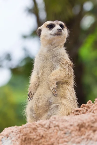 Retrato de meerkat — Fotografia de Stock