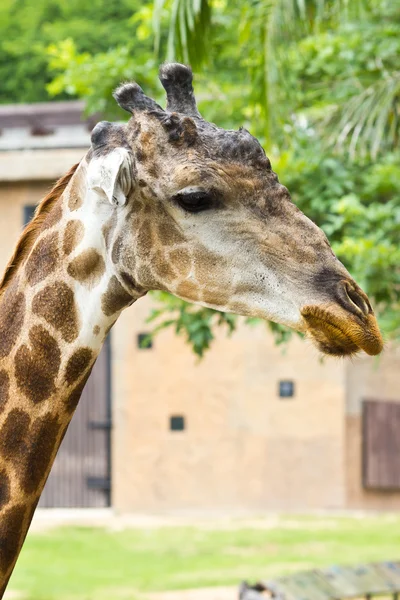 stock image Portrait of giraffe